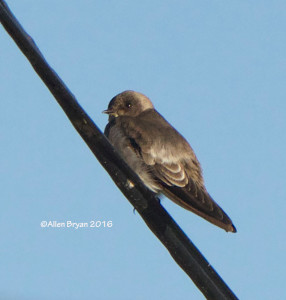 Northern Rough-winged Swallow in the City of Hopewell, Va on November 13, 2016