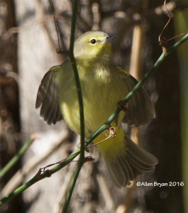 Orange-crowned Warbler (possible lutescens) from City of Hopewell, Virginia on November 13, 2016