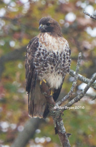 Red-tailed Hawk (albieticola) adult in Charles City County, Virginia