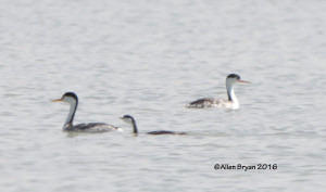 Clark's Grebe with young