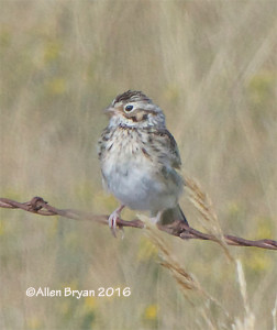 Baird's Sparrow- Montana