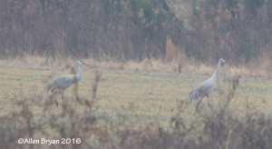 Sandhill Cranes in Louisa County, Va