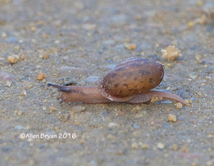 Land Snail in Charles City County, Va