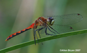 White-faced Meadowhawk- male