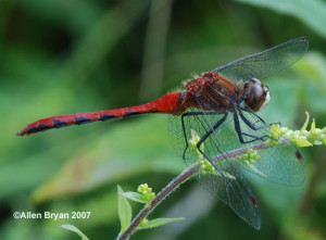 White-faced Meadowhawk- male