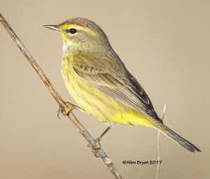 Palm Warbler in Charles City County, Va.