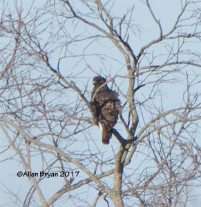 Red-tailed Hawk in Louisa County, Va.