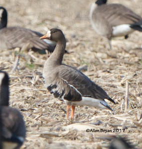 White-fronted Goose in eastern Henrico County, Va