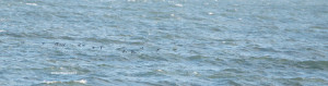Razorbill Flock from Little Island Park, Virginia Beach, Va.