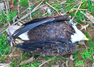 Adult Bald Eagle found dead in Prince George County, Va.
