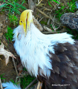 Adult Bald Eagle found dead in Prince George County, Va.
