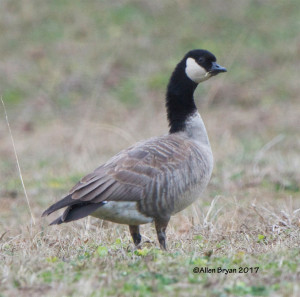 Cackling Goose in eastern Henrico County, Va