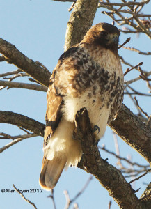 Red-tailed Hawk (albieticola) in Charles City County, Va.