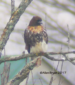 Red-tailed Hawk- albieticola, in Lousia County, Va.