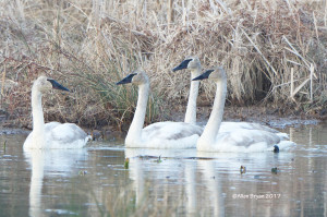 Trumpeter Swans in marsh on Goldmine Road, Louisa County, Va.