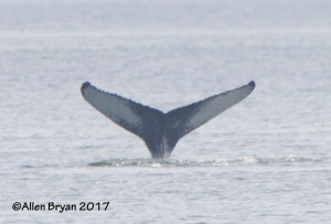 Humpback Whale diving off Fort Monroe, Va.