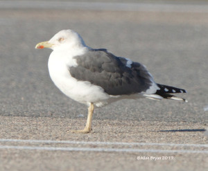 Lesser Black-backed Gull in Colonial Heights, Virginia