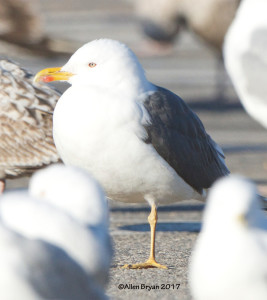 Lesser Black-backed Gull in Colonial Heights, Virginia