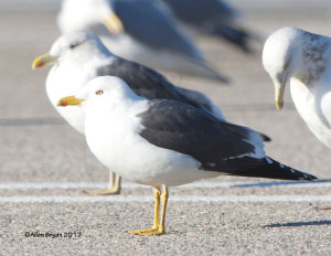 Lesser Black-backed Gull in Colonial Heights, Virginia