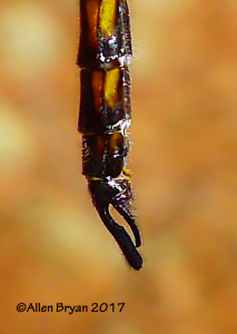 Mantled Baskettail (Epitheca semiaquea)- male; North Carolina