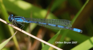 Marsh Bluet- male; Highland County, Virginia