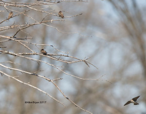 Northern Rough-winged Swallows at Swan Lake in Richmond, Va.