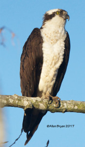 One of a pair of Osprey in Charles City County, Va.