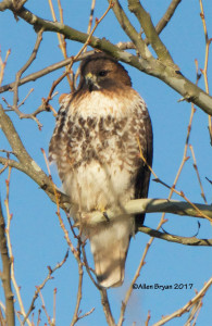 Red-tailed Hawk (albieticola) in Charles City County, Va.