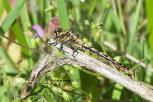 Chesapeake Snaketail, female, Powhatan County, Va.