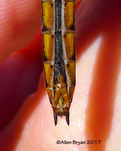Common Baskettail sub-genital plate, Sussex County, Va.