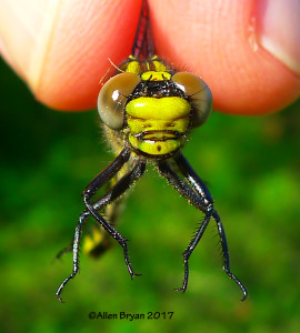 Green-faced Clubtail (female)- Fluvanna County, Va.