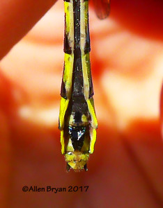 Green-faced Clubtail (female)- Fluvanna County, Va.
