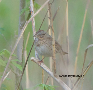 Lincoln's Sparrow in Powhatan County, Va.