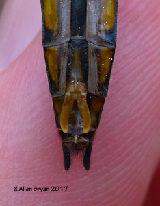 Robust Baskettail sub-genital plate, Sussex County, Va.