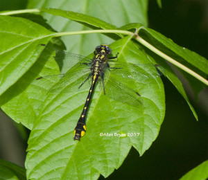 Spine-crowned Clubtail- male