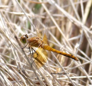 Band-winged Meadowhawk from Cranesville Swamp Natural Area, WV