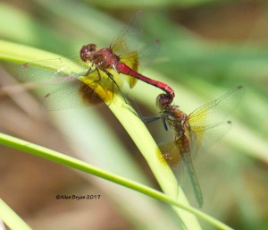 Band-winged Meadowhawk from Cranesville Swamp Natural Area, WV