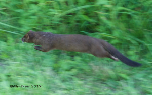 Mink in pursuit at Abram's Creek