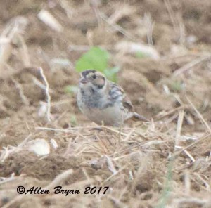 Lapland Longspur in Jefferson County, WV