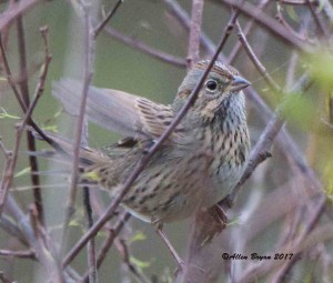 Lincoln's Sparrow in Fauquier County, Va.