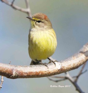 Palm Warbler in Charles City County, Va.