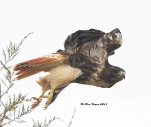 Red-tailed Hawk (abeiticola) in Culpepper County, Va