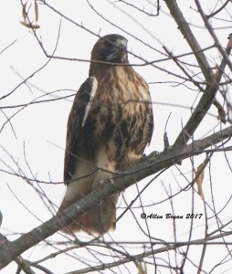 Red-tailed Hawk (abeiticola) in Fauquier County, Va.