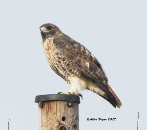 Red-tailed Hawk (abeiticola) in Goochland County, Va