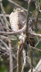Sharp-shinned Hawk at Shawnee Wetlands Preserve, Winchester, Va.