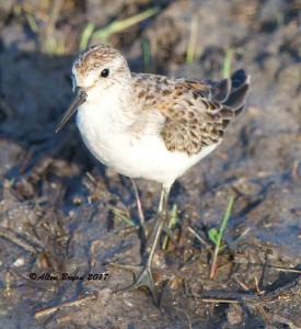 Western Sandpiper from Carteret County, N.C.