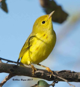 Yellow Warbler in Charles City County, Va.