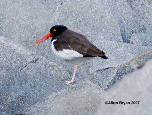 American Oystercatcher