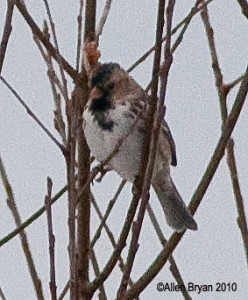 Harris's Sparrow in Virginia
