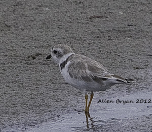 Piping Plover